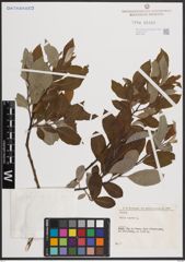 Foto von Salix caprea L.
